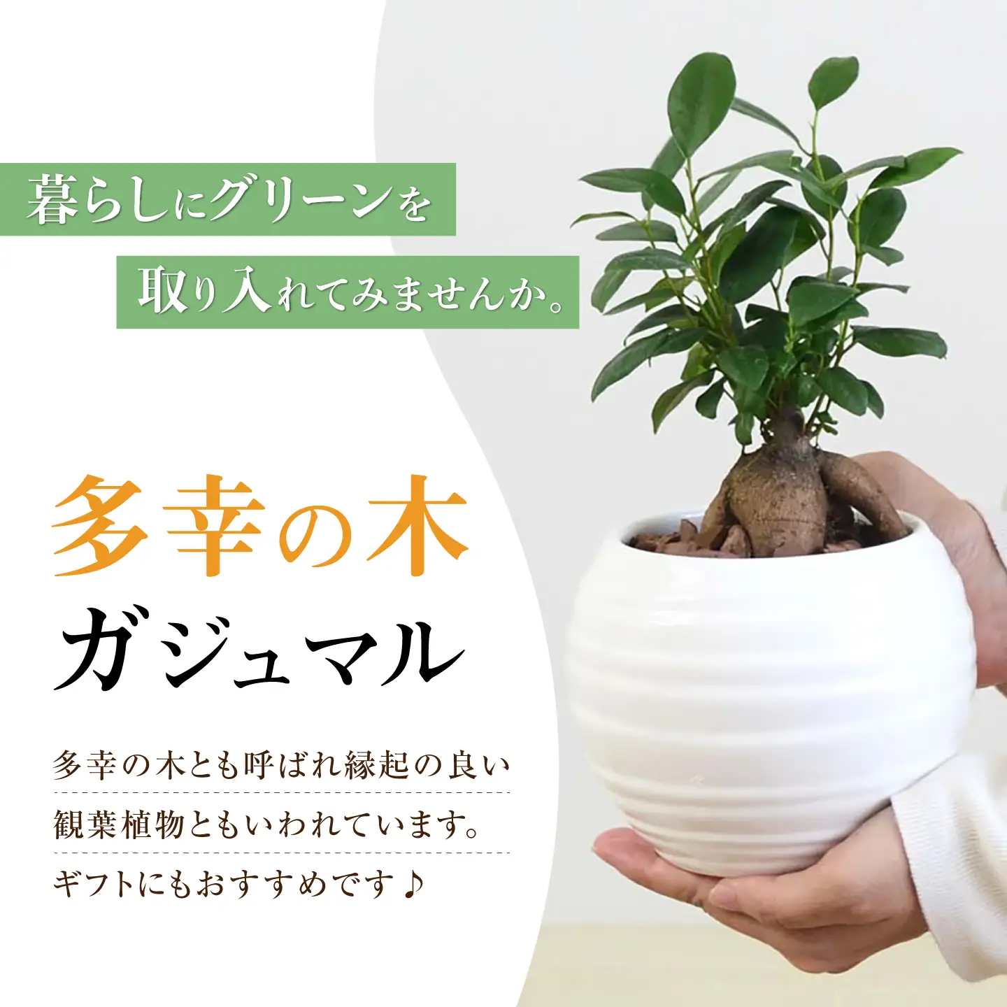 ガジュマル3号　ボール型陶器鉢（白）観葉植物 大村市 琴花園 /観葉植物 室内 観葉 植物 ガジュマル インテリア 小さめ[ACYK047]