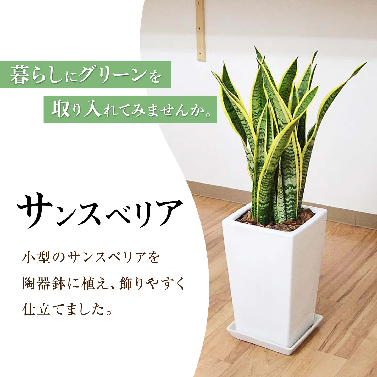 サンスベリア ローレンティ スクエア陶器鉢7号 観葉植物 大村市 琴花園/観葉植物 室内 観葉植物 サンスベリア 7号[ACYK048]