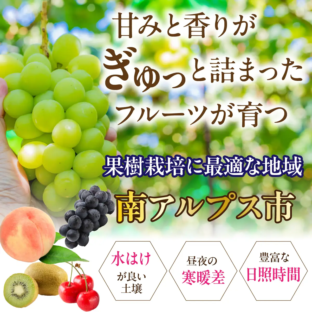【ふるなび限定】【先行予約】厳選！南アルプス市産　シャインマスカット　約1.3kg（2～3房） ALPDD030-FN-Limited