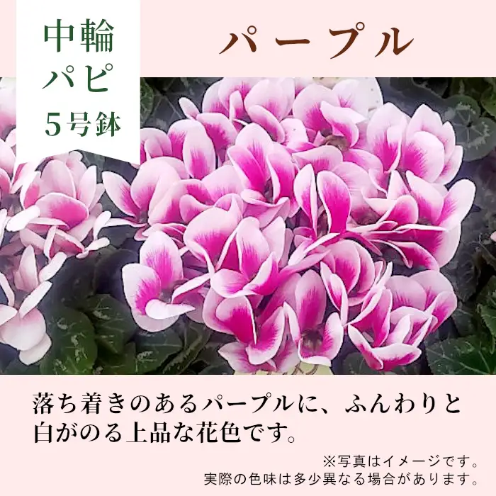 《シクラメン パピ 色：パープル》農林水産大臣賞受賞  愛知県産 シクラメン ５号鉢 中輪パピ 花 パープル  プレゼント 贈り物 鉢花 鉢 ガーデン ガーデニング 高品質 クリスマス -221