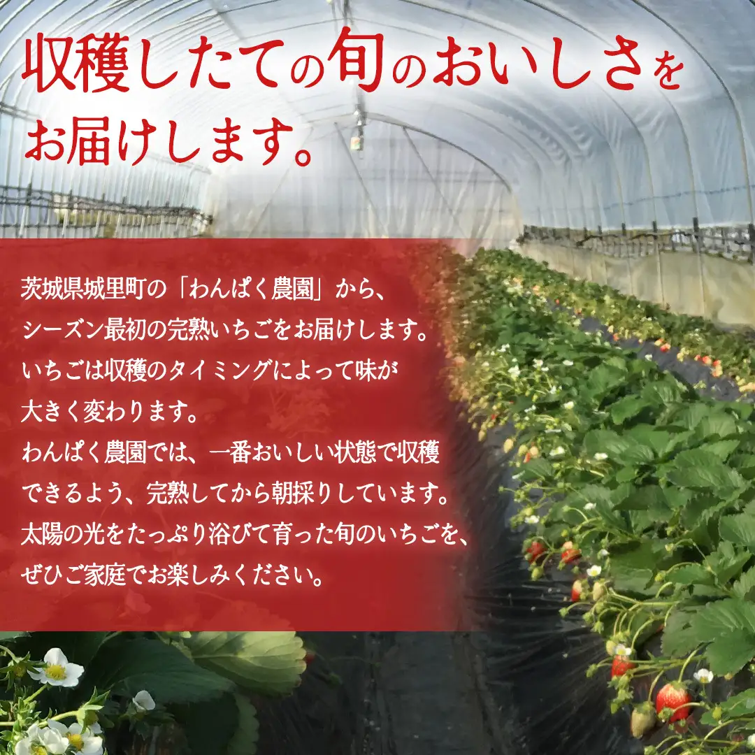 【2027年1月発送】 とちおとめ 約1120g （280g × 4パック）(BT002)