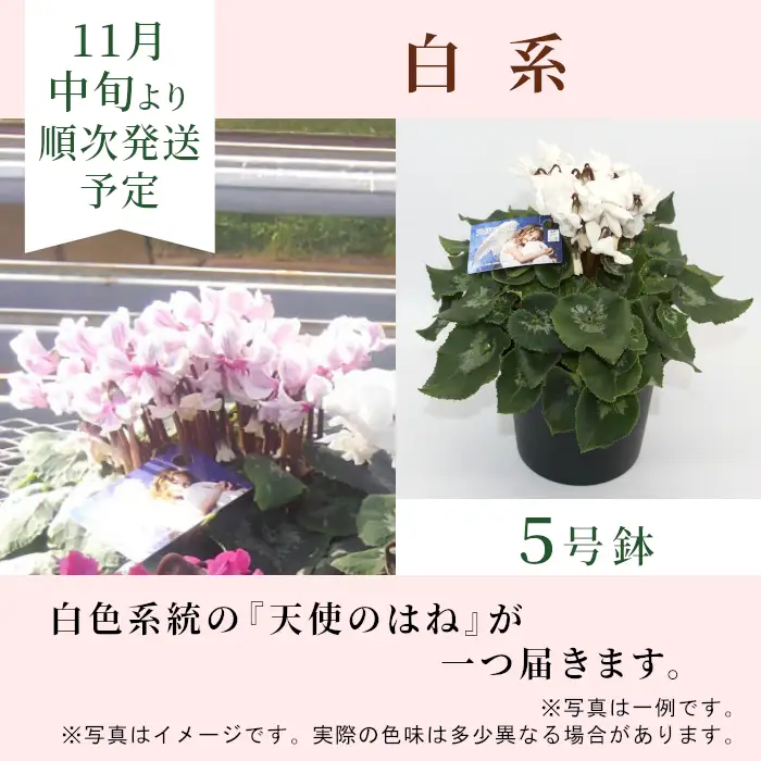 〈予約品〉白系  希少 天使のはね シクラメン ５号鉢 天使のはね 農林水産大臣賞受賞歴あり 花 白  プレゼント 贈り物 鉢花 鉢 ガーデン ガーデニング 愛知県産 クリスマス 高品質 高評価 珍しい 花 植物 冬の花 -223