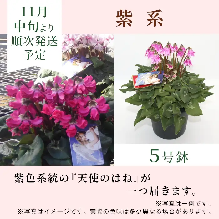 〈予約品〉紫系 希少 天使のはね シクラメン ５号鉢 天使のはね 農林水産大臣賞受賞歴あり 花 紫 プレゼント 贈り物 鉢花 鉢 ガーデン ガーデニング 愛知県産 クリスマス 高品質 高評価 珍しい 花 植物 冬の花 -223