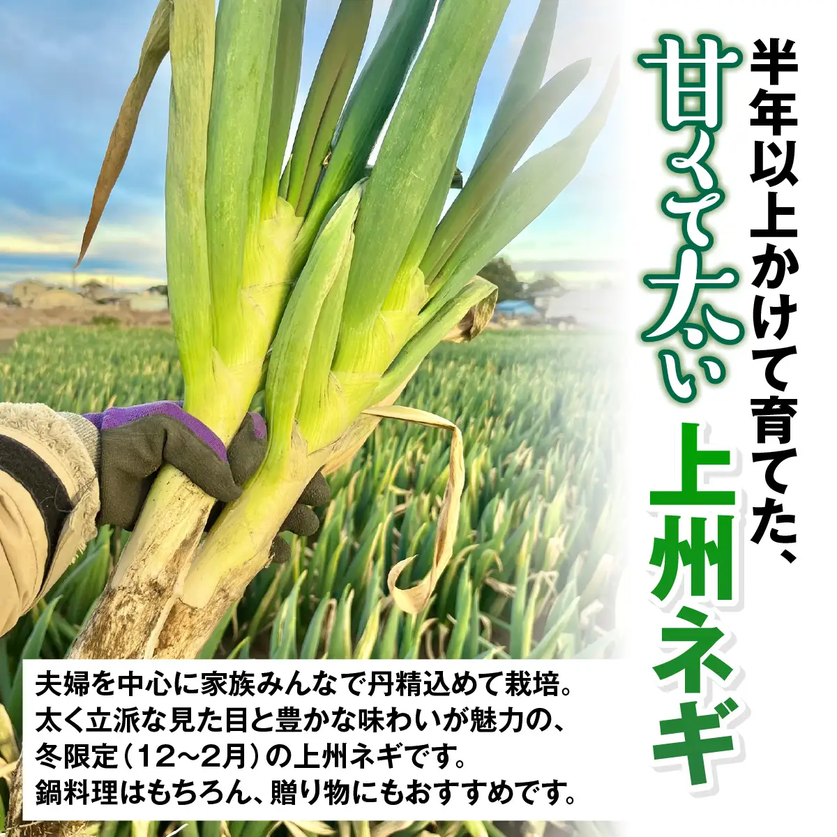 【先行予約】群馬県産 上州ネギ 泥付き6㎏ ANBQ001