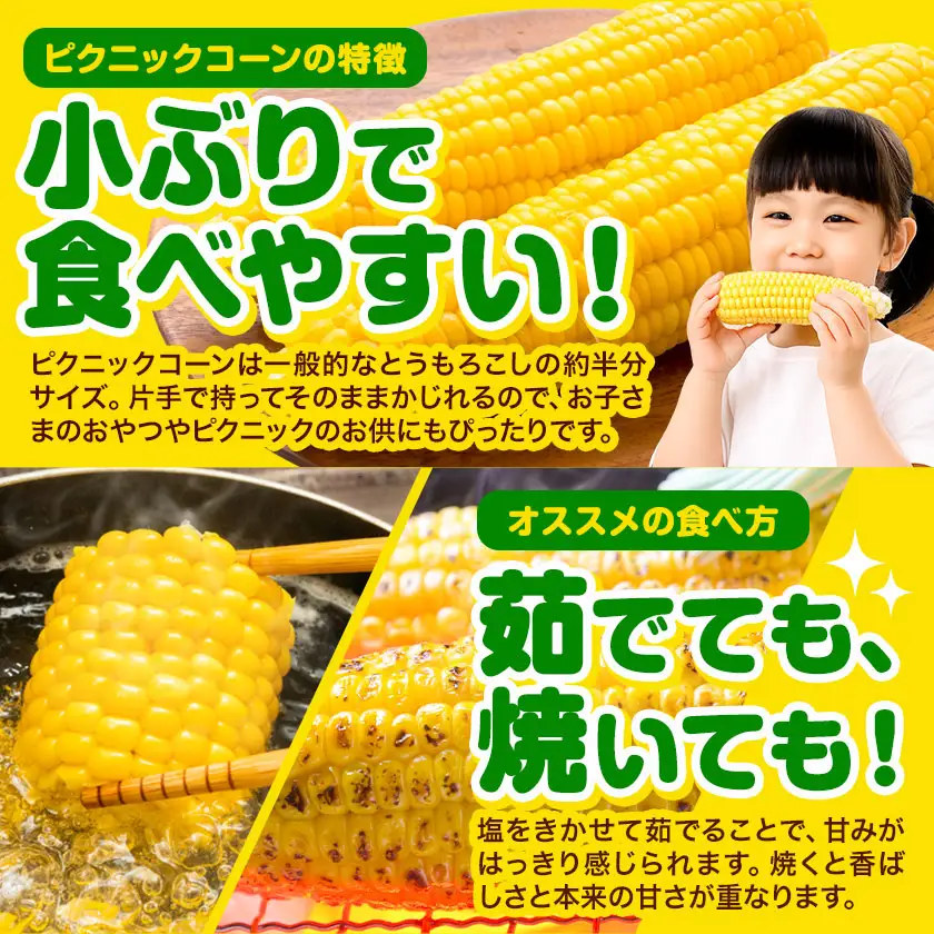 極甘 ピクニックコーン とうもろこし 11～13本 北海道 名寄