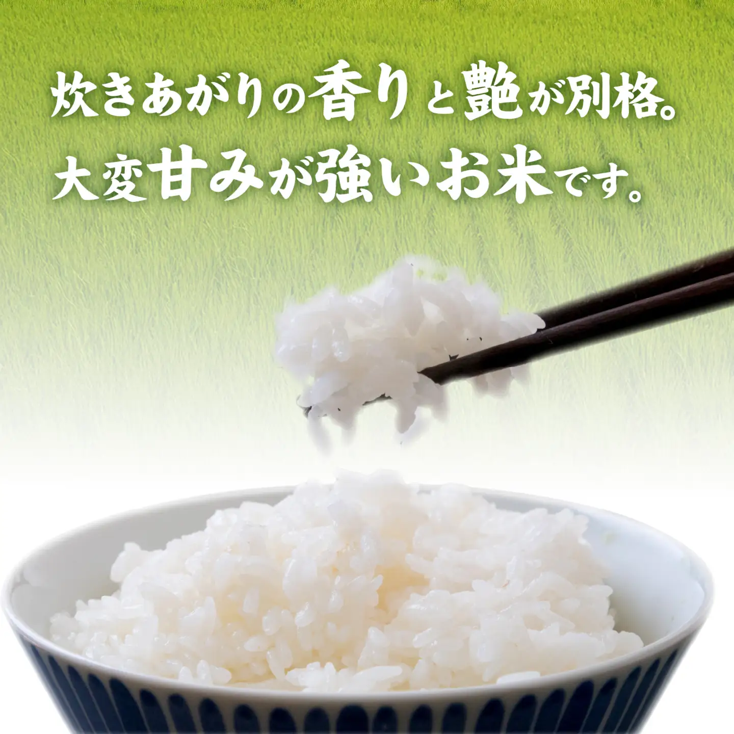 【先行予約】《定期便12ヶ月連続お届け》【みやま米】令和8年産 福井市産コシヒカリ5kg/天然の山水だけで育てたお米【2026年10月下旬以降順次発送予定】[N-168012] / 5kg 米 こしひかり 無洗米 色彩選別  12ヵ月定期便