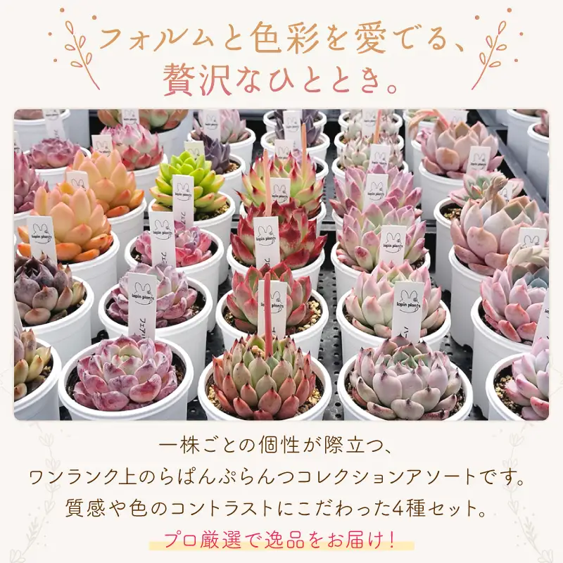 多肉植物【特撰】らぱんぷらんつ コレクションアソート4種 土付き苗 多肉
