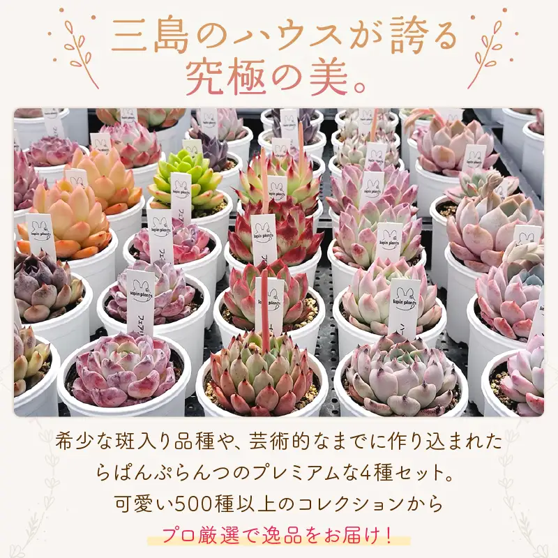 多肉植物【極み】らぱんぷらんつ プレミアムコレクション4種 土付き苗