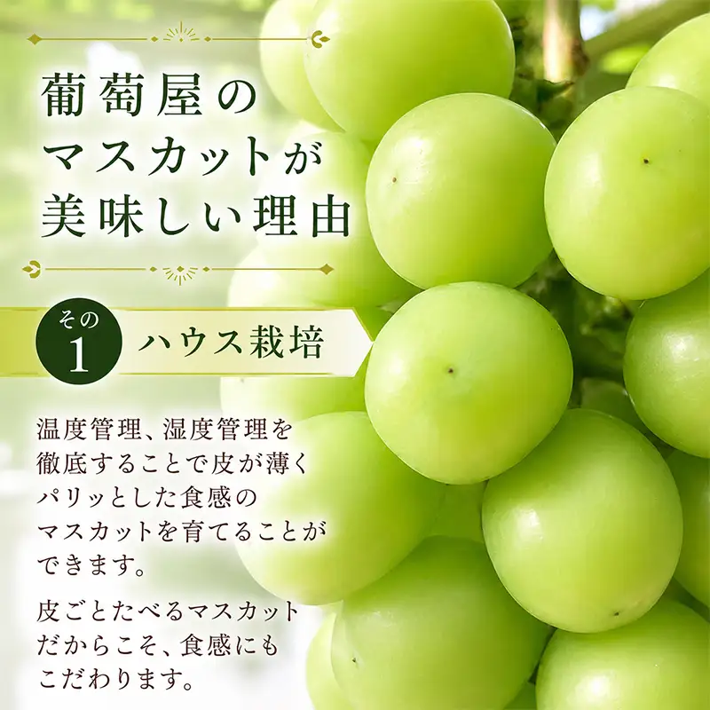 定期便 2回 マスカット マスカット 