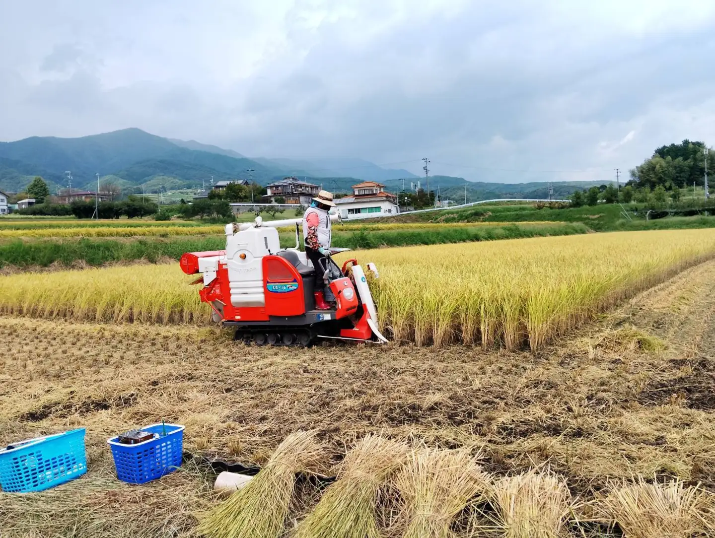 【令和8年産】南信州高森町産 コシヒカリ 精米10㎏