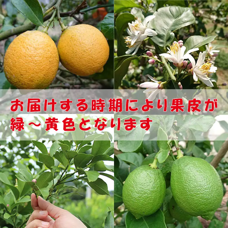 【冷蔵発送】 【2026年7月上旬から順次発送】家庭用 レモン 約5kg 中島みかん農園 ｜訳あり 柑橘 檸檬 果物 くだもの 果実 国産 フルーツ 有名 愛媛 みかん ブランド 愛媛県産 瀬戸内 ビタミン 美味しい 生産者 直送 産直 無添加 レモンサワー ジュース チューハイ【NM0191_67】
