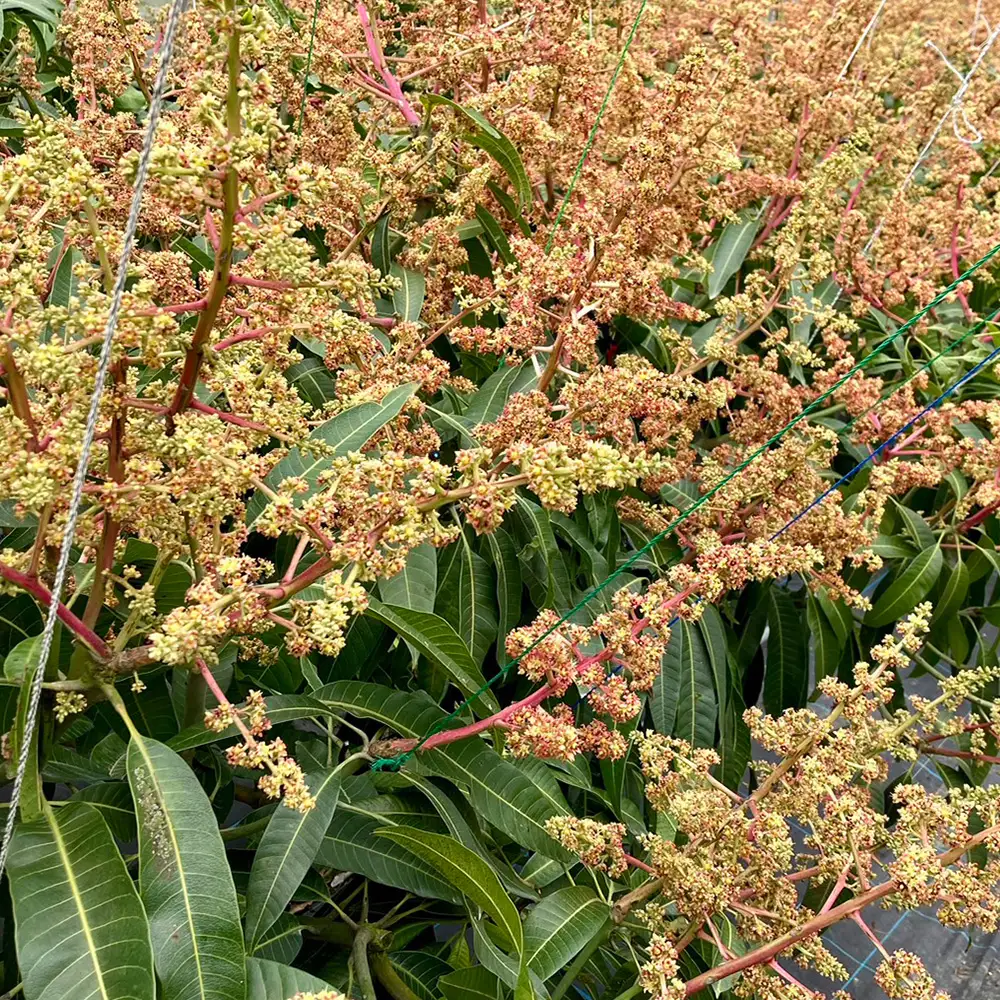 2026年発送【農家直送】飯田菜園 奄美完熟マンゴー 約2kg(4～6玉)ご家庭用