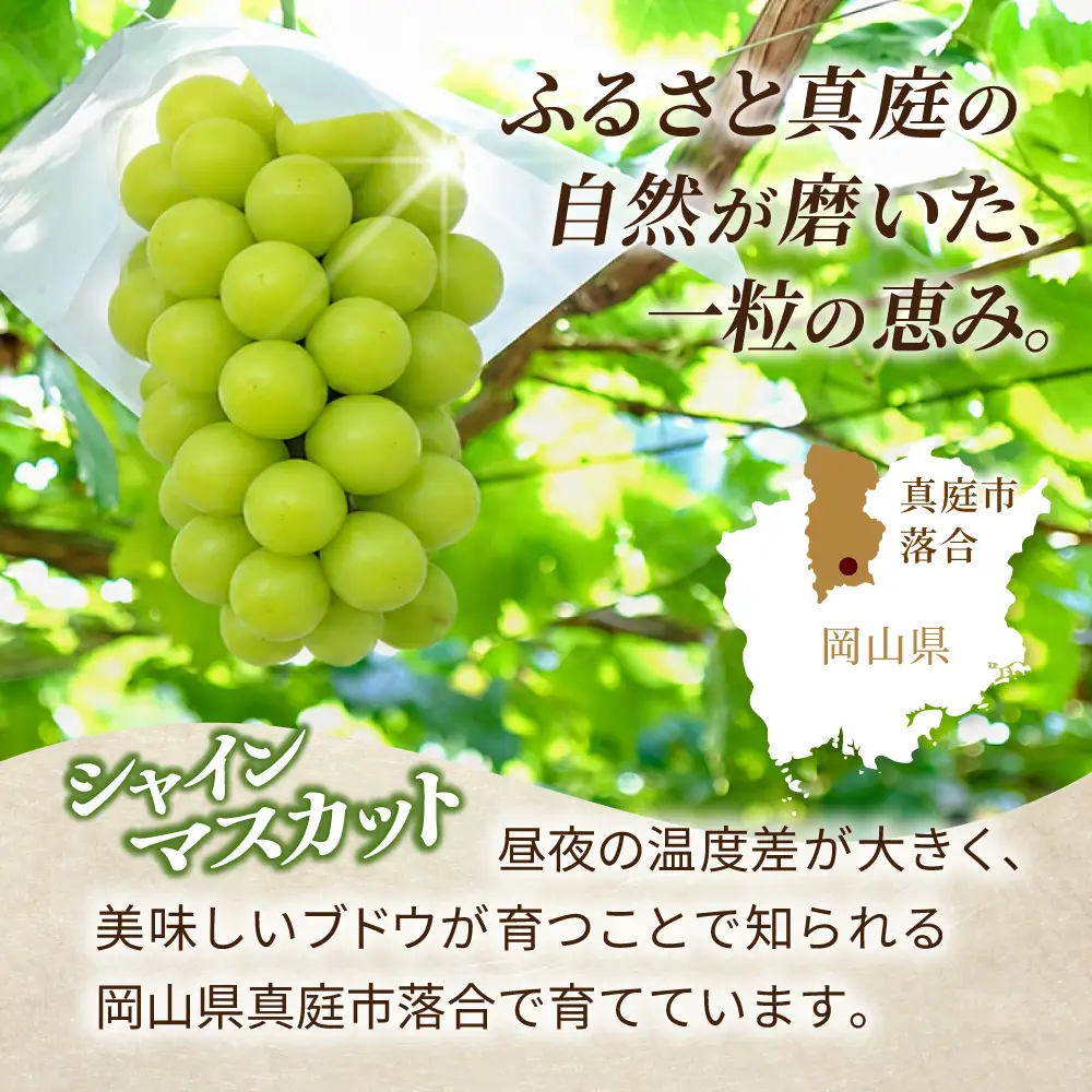 贈答用 岡山県産 シャインマスカット 約2kg 【beac001-01】