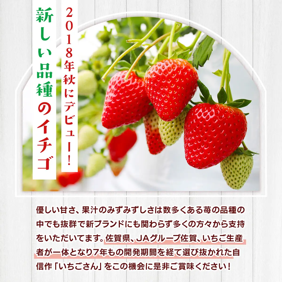 佐賀県産 いちごさん 合計約1kg 250g×4パック 苺 いちご イチゴ 114-B1014