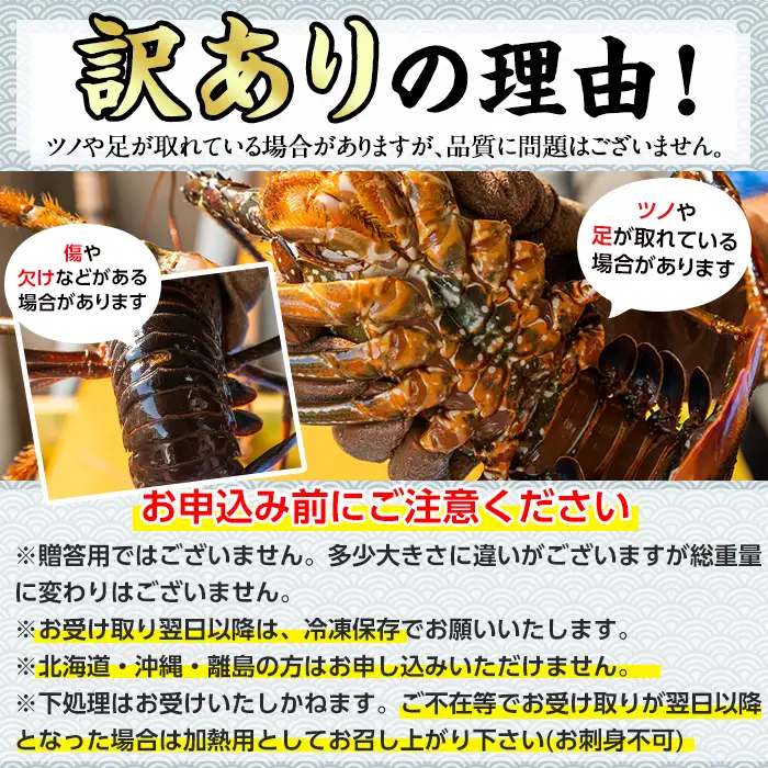 【1023210a】＜訳あり＞朝獲れ発送！鮮魚問屋が厳選した氷締め伊勢海老(3～7尾・総量3kg以上) 伊勢エビ 伊勢えび 刺身 さしみ えび 海老 魚介類 海鮮 刺身 塩焼き 訳あり 訳アリ 【江川商店】