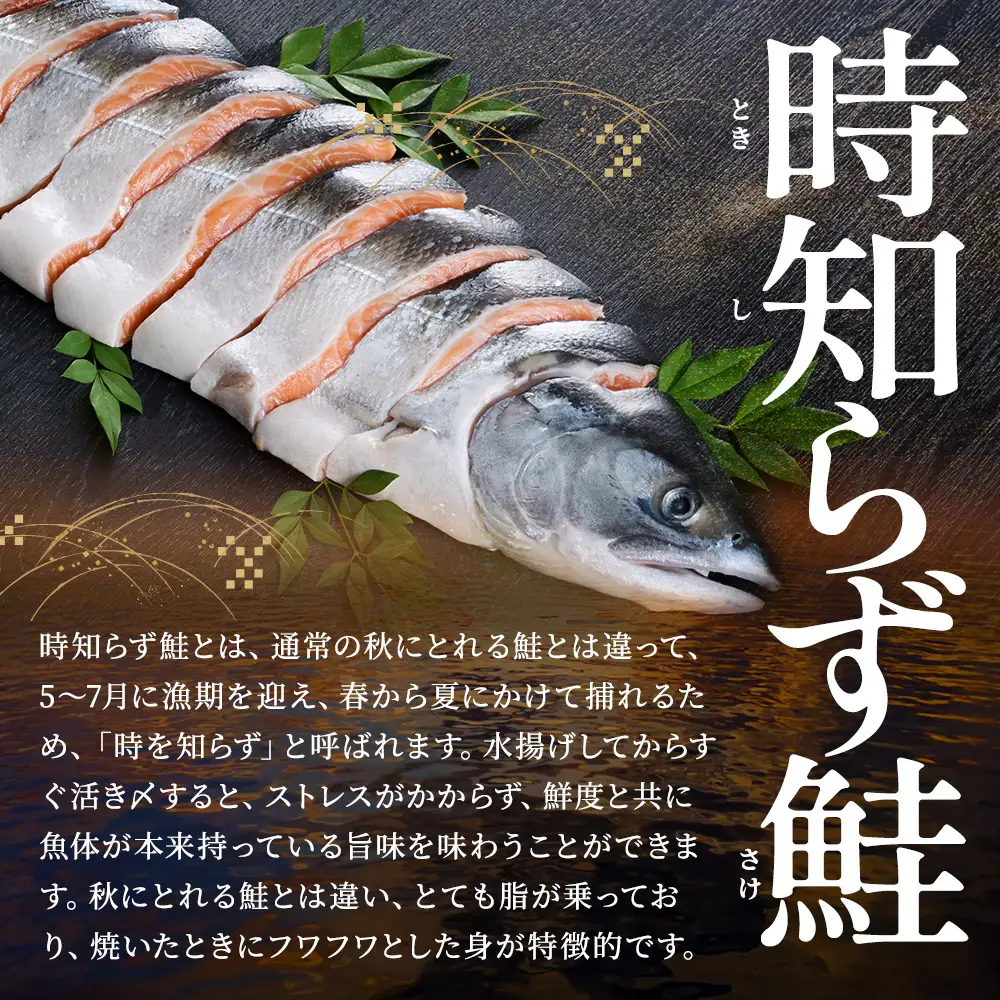 【トキシラズ】活き〆時知らずの鮭 約2kg~2.6kg 時鮭 【AF】