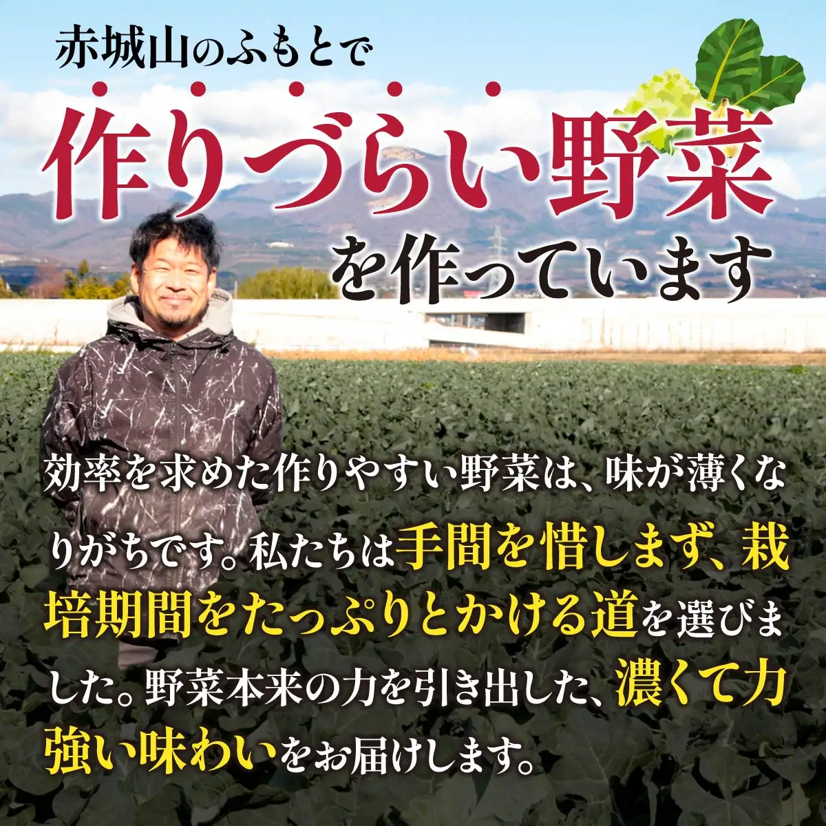 西洋野菜 一般野菜 旬野菜セット 12～13品 | やさい