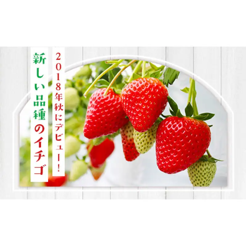 いちご 佐賀県産 いちごさん 約1kg 苺 イチゴ フルーツ 果物 デザート ※配送不可:離島