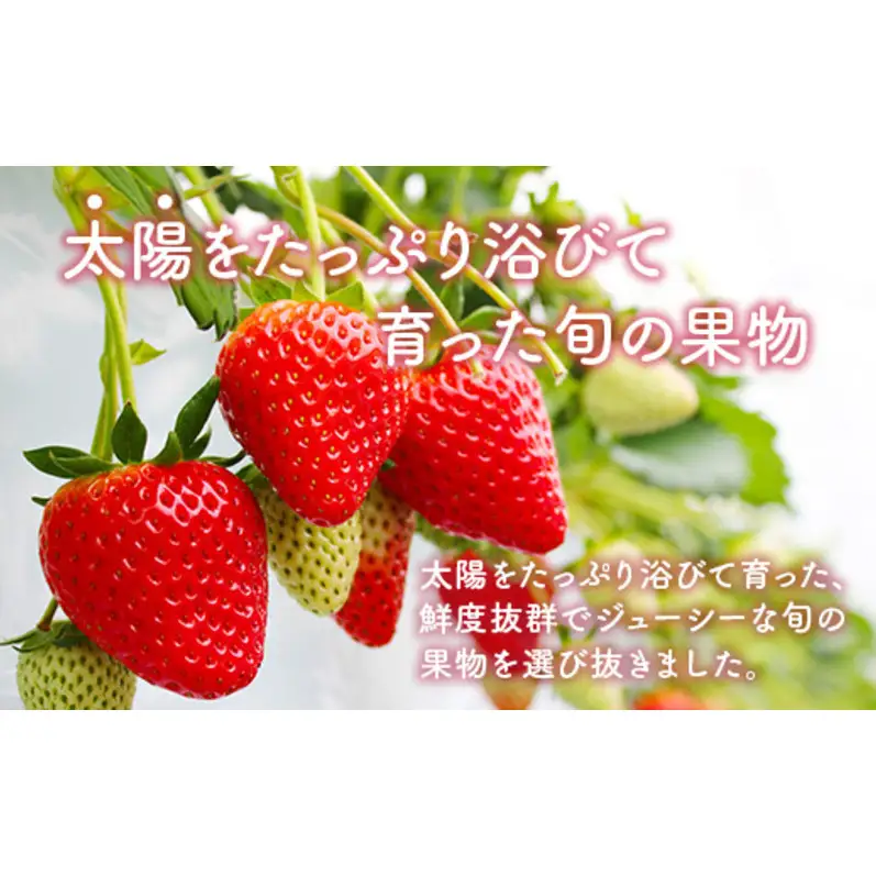 フルーツ 旬の果物 定期便 フルーツ【定期便 3ヶ月】