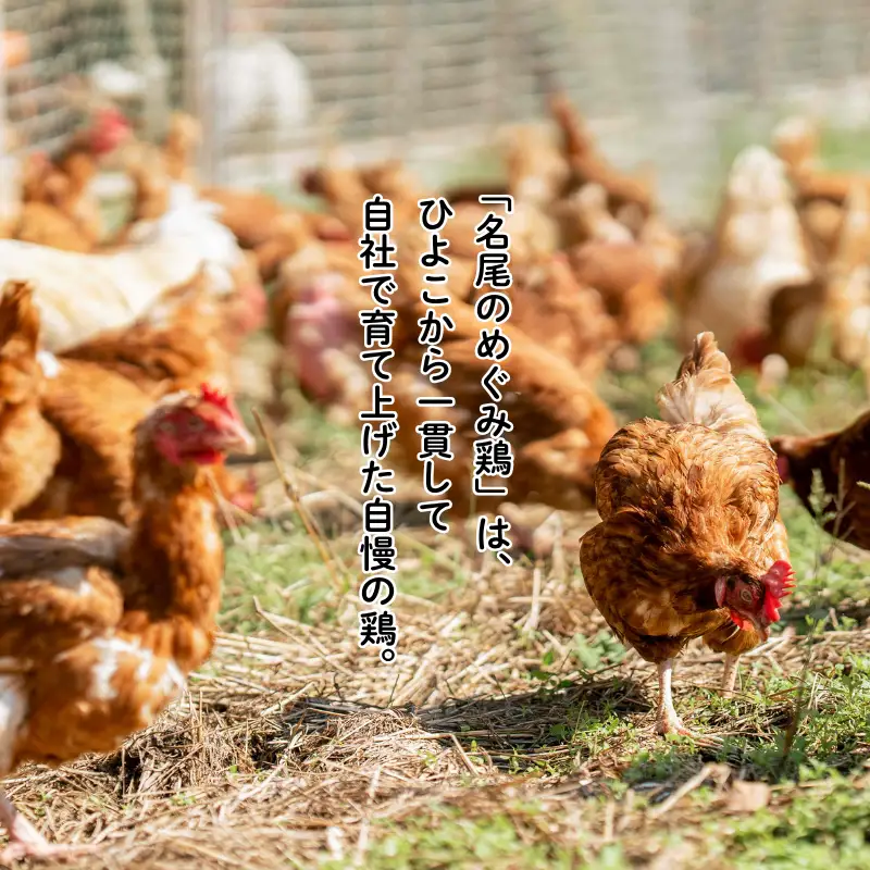 国産飼料で育てた親鶏ミンチ「名尾のめぐみ鶏」2.5kg（500g×5P） 鶏肉 親鶏 ミンチ ひき肉 冷凍：B285-008
