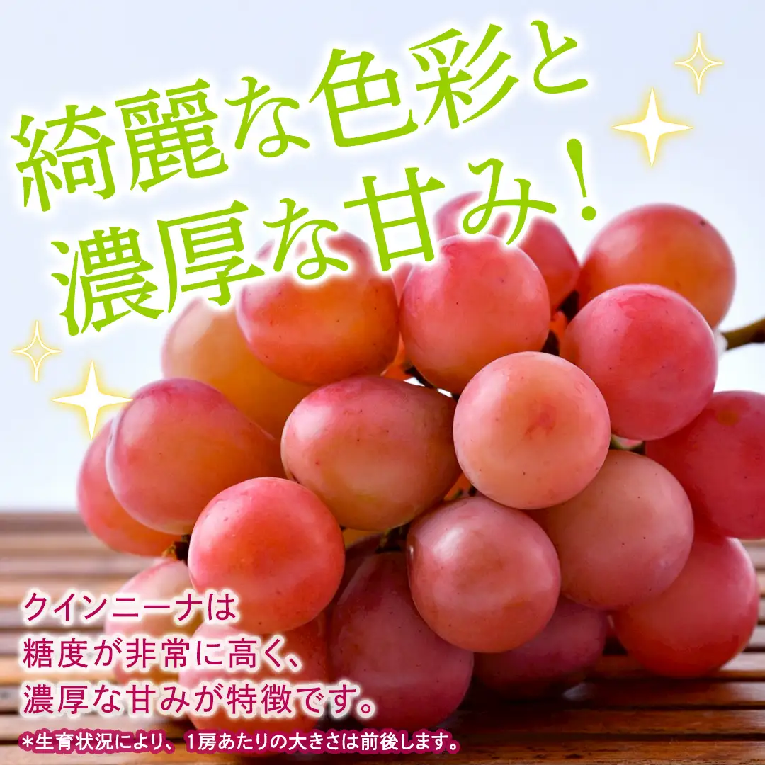 クインニーナ 約1.3kg（約2房） 【2026年8月より発送開始】（茨城県共通返礼品 [ぶどう]：結城市産）