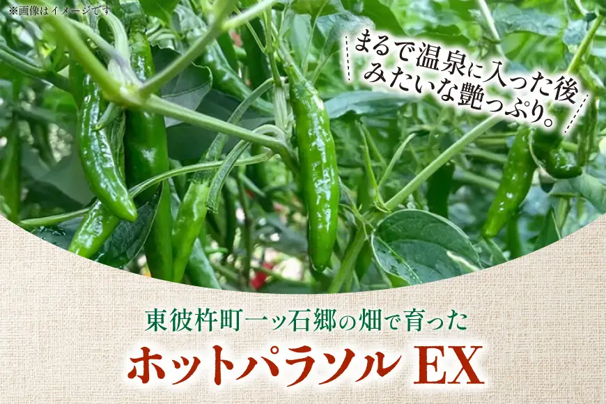 唐辛子 青唐辛子 激辛 ホットパラソルEX フレッシュ 500g