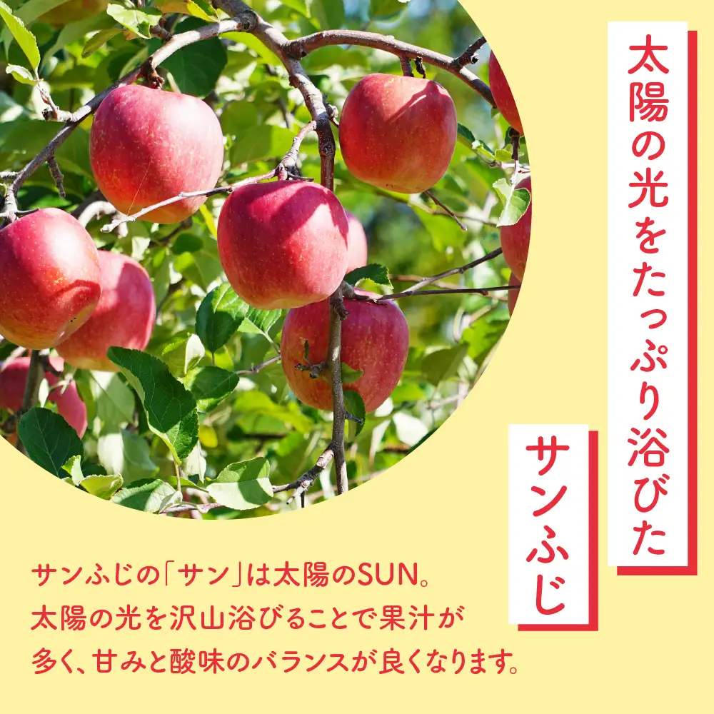 【先行予約】 令和8年産 りんご サンふじ 秀品 約2kg りんご