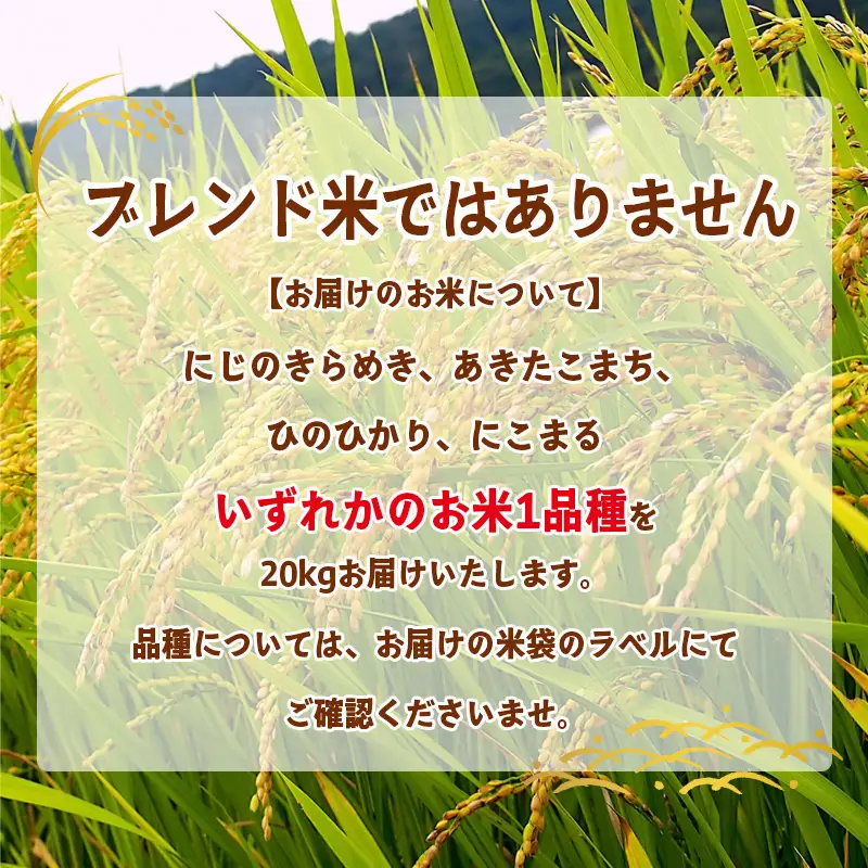 米 精米 松山ふるさと米 令和8年産 20kg 【OCF0081_x】