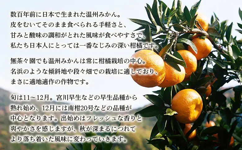 【先行予約】＜無茶々園 温州みかん 約5kg＞ 果物 くだもの ミカン 蜜柑 柑橘 フルーツ うんしゅうみかん 贈り物 ギフト おいしい 期間限定 季節限定 食べて応援 特産品 愛媛県 西予市 【常温】『2026年11月～12月に順次出荷予定』AMC0059