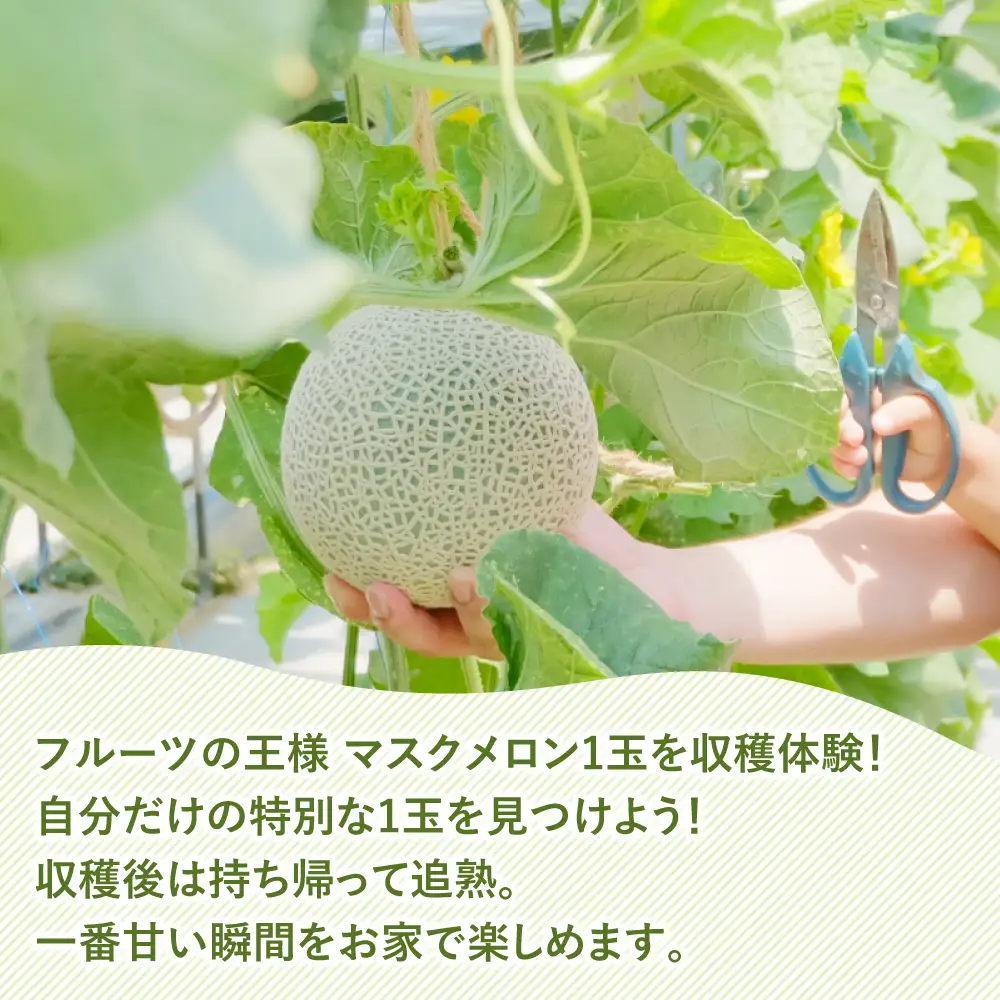 《 先行予約 》マルカ農園　メロン狩りチケット メロン