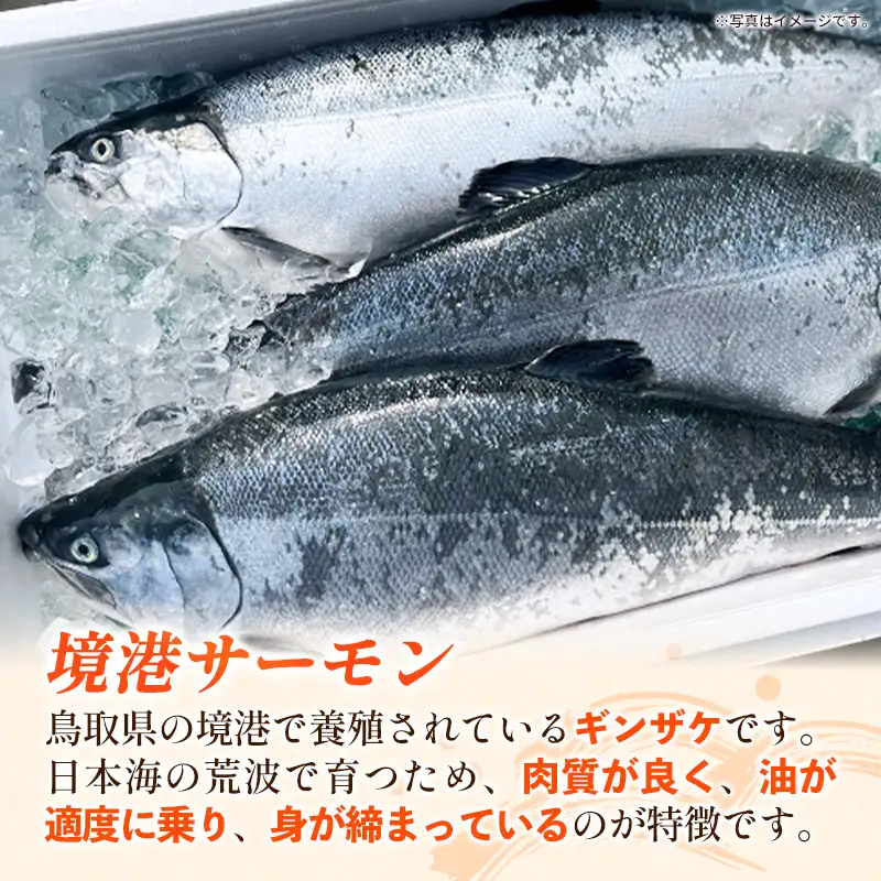 境港サーモンのクリームコロッケ（境港サーモン7.2％使用） 40g 40個 ／ 1600g クリーム コロッケ 鳥取県 境港 サーモン 養殖 銀ザケ シャケ 洋食 時短 おかず 惣菜 おべんとう 弁当 簡単 冷凍 贅沢 おもてなし パーティー 贈答用 ギフト ご自宅用 島根県 安来市【14-SF-24】