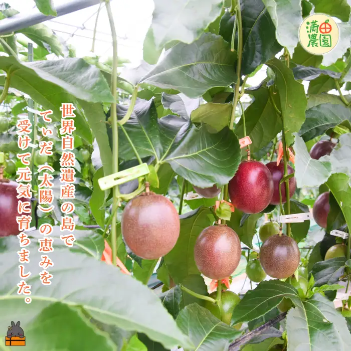 《今が旬！》 満田(みつだ)農園さんのパッションフルーツ（約600g）( 果物 フルーツ 酸味 甘み プチプチ 徳之島 奄美 鹿児島 美味しい 旬 南の島 世界自然遺産 みつだ農園 )