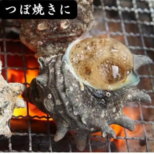 サザエ 約1kg(8個～15個)【配送不可地域：離島・北海道・沖縄県・東北】【1746720】
