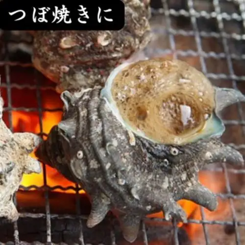 サザエ 約2kg(16個～30個)【配送不可地域：離島・北海道・沖縄県・東北】【1746734】
