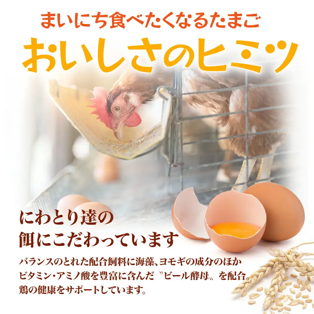 【定期便6カ月】ふみちゃん家のたまご40個入