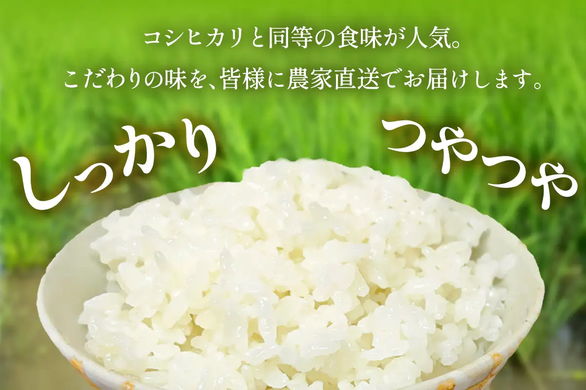 [定期便／3ヶ月連続][令和8年産／11月上旬より順次発送] 新米3種食べ比べ 伊勢原産 精米各5kg (はるみ・てんこもり・にじのきらめき) 農家直送！加藤さんちのうんめぇ！自家製米 [1150]