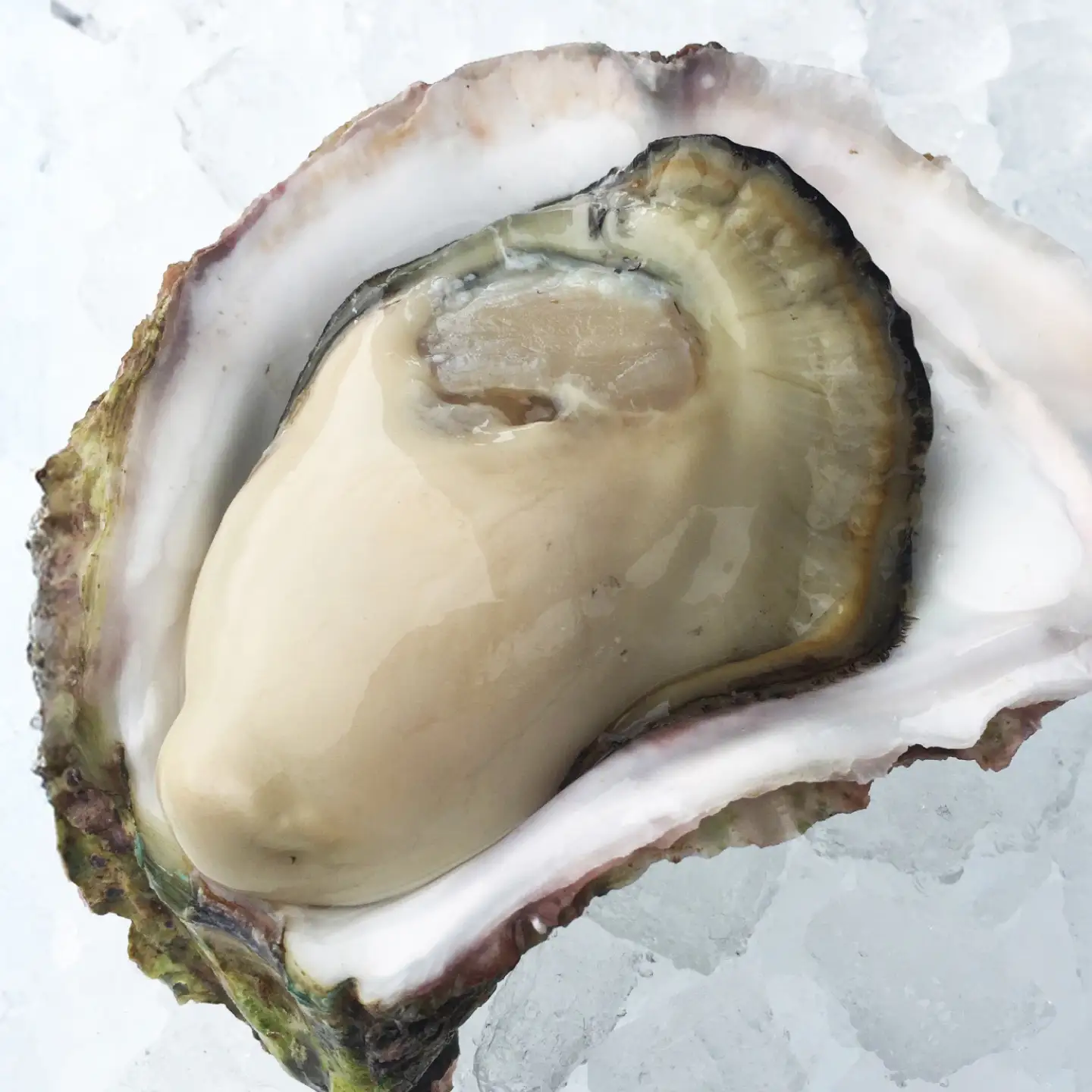 【超極濃】長崎県 五島列島産 生食用 岩牡蠣 20個入 2kg以上【マルオト】[RCS003]