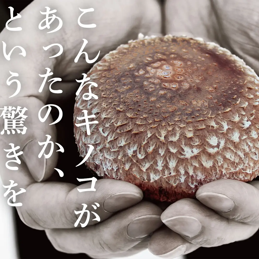 【 訳あり/不揃い 】禅丸椎茸 1kg (250g×4パック) 【岩手県紫波町産】 (FG001)