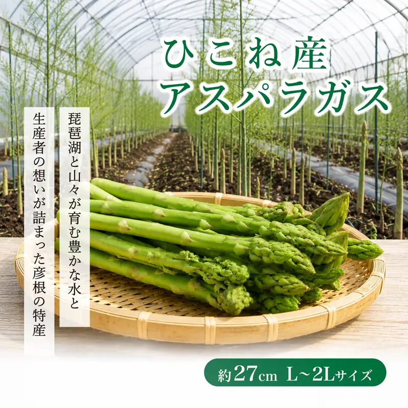 先行予約 紫アスパラ 1kg ( L~2L ) 夏芽 アスパラガス アスパラ 夏アスパラ ひこねアスパラ 朝採 新鮮 春野菜 夏野菜 野菜 やさい 滋賀 彦根