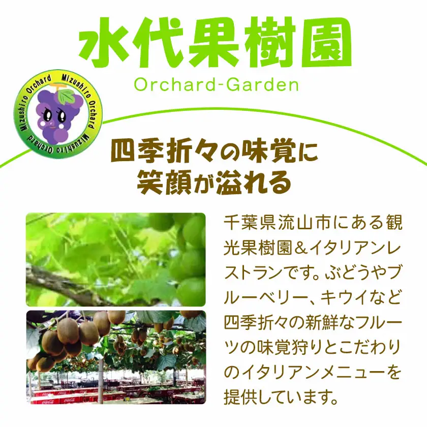シャインマスカット 3kg (4-6房) 水代果樹園《8月中旬-9月下旬頃出荷》 果物 マスカット シャインマスカット 葡萄 ぶどう
