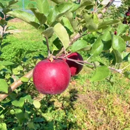 りんご 紅いわて 3kg 松陽園 樹上 完熟りんご 農家直送 先行予約【配送不可地域：離島】【1516188】