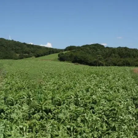 【岩手県 遠野産】菊池農産の干し大根(輪切り)40g×10袋 / 道の駅遠野風の丘【1532257】