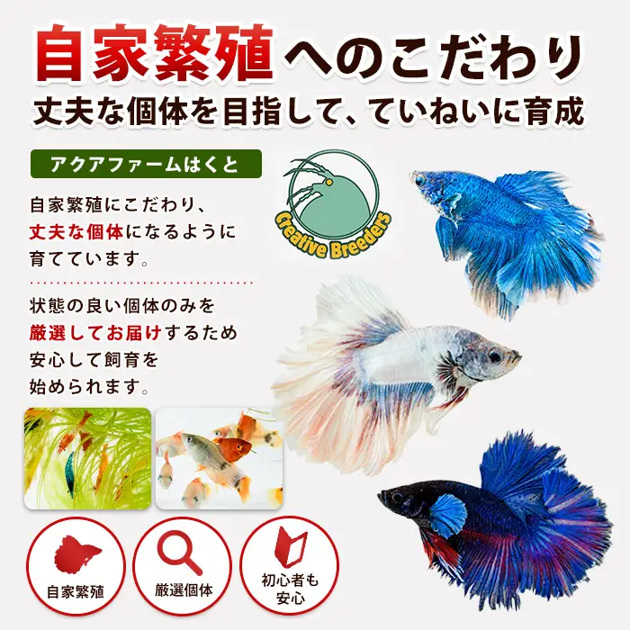 【10営業日以内に発送】金魚ミックス5匹＋マツモ付き (アクアファームはくと/IB167-005)