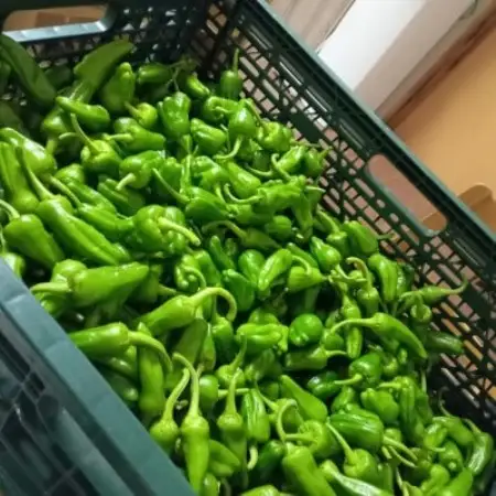 パドロン 1kg おつまみ 野菜 / 岩手県 遠野市産 こんたでぃーの遠野【配送不可地域：離島】【1647123】