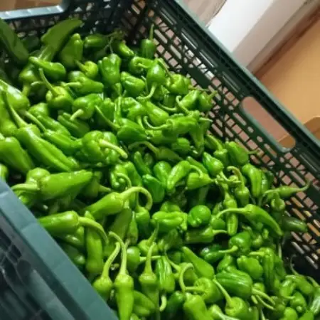 パドロン 2kg おつまみ 野菜 / 岩手県 遠野市 こんたでぃーの遠野【配送不可地域：離島】【1647126】