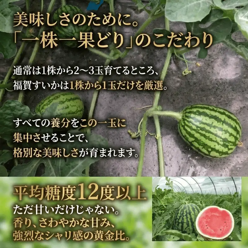 福賀 すいか 超天 13kg 圧巻の超大玉＆シャリシャリ食感 高糖度 山口県 阿武町産 1個（希少1株1玉栽培） 産地直送 【2026年7月上旬～8月中旬順次発送】
