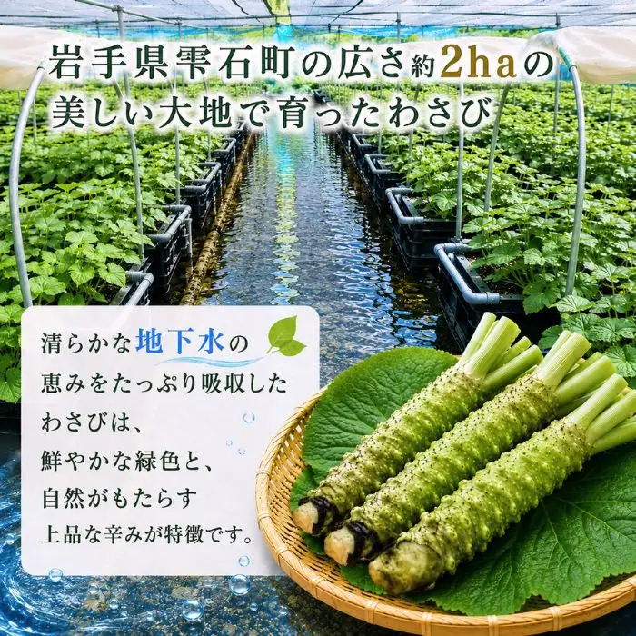 栽培期間中 農薬 化学肥料 不使用 国産 わさび 使い切り 約 20g 10本 総量 200g 【雫石わさび苑】 野菜 やさい 香味野菜 山葵 ワサビ 生わさび 生ワサビ 生山葵 薬味 産地直送 日本産 新鮮 調味料 辛味 和食 料理 ２００g 200グラム プレゼント ギフト ご贈答 贈り物 おすすめ 冷蔵発送 お取り寄せ 仕送り 自宅用 家庭用