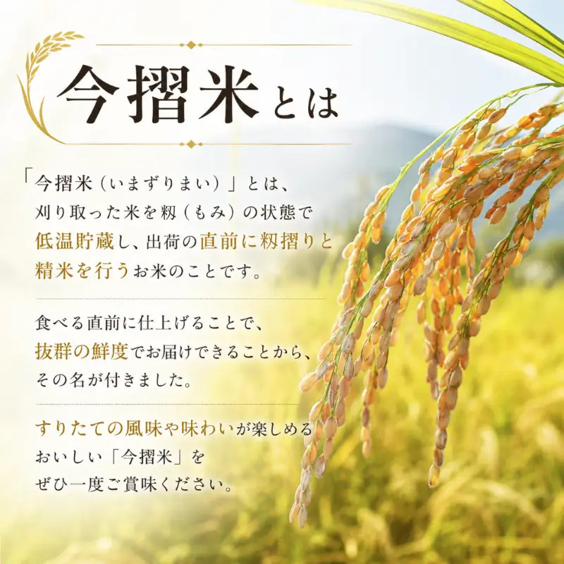 今摺米 こしいぶき 5kg （ 5kg × 1袋 ） 令和7年産 JA ブランド米 米 お米 米5kg 精米 いまずりまい ごはん こめ おむすび おにぎり 弁当 おかず 色彩選別 鮮度 雪解け水 贈答 ギフト 国産 新潟 新発田 JA北新潟 こったま～や JA011