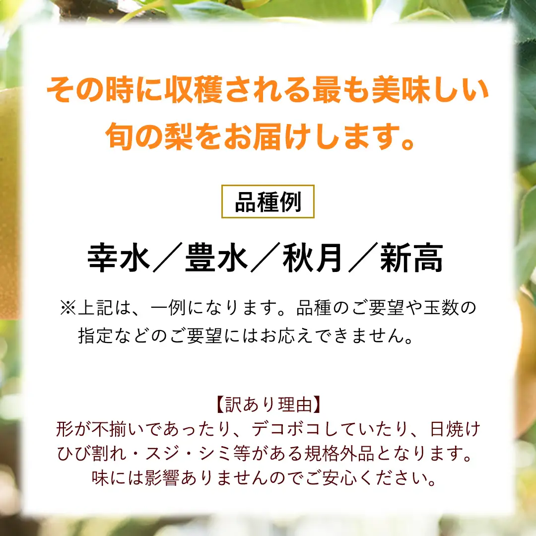 【 先行予約 】 【 訳あり 】 品種おまかせ 採れたて 完熟天使の 甘梨 約 3kg（ 茨城県共通返礼品： かすみがうら市 ） 【 2026年8月中旬頃発送 】 