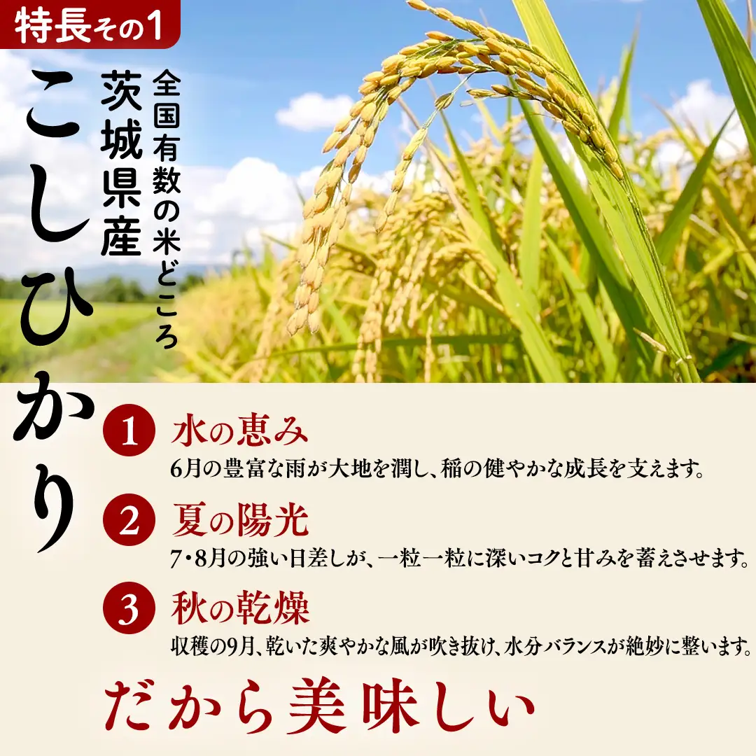 【 金芽米 ( 無洗米 ) 】 ＜9月下期出荷＞ つくばみらい市産 コシヒカリ 5kg × 2袋 ( 計 10kg )